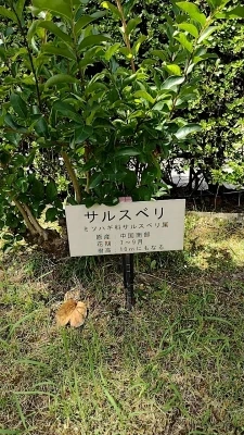 百日紅（さるすべり）